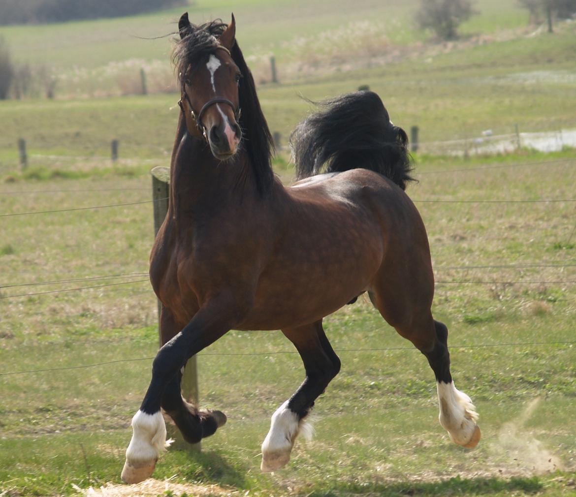 Welsh Cob (sec D) Kildegaards Chester billede 1