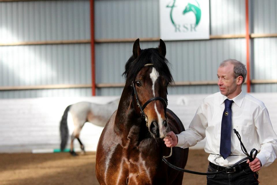 Welsh Cob (sec D) Kildegaards Chester billede 12