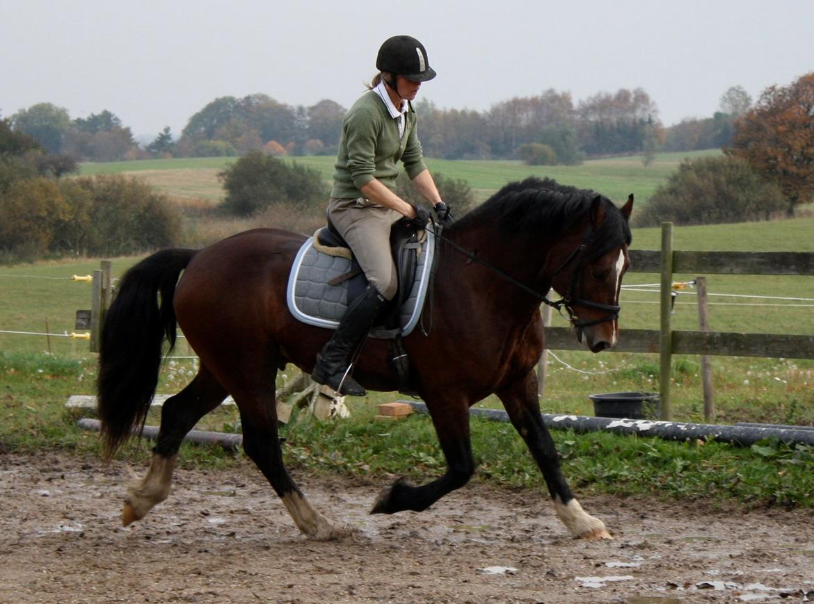 Welsh Cob (sec D) Kildegaards Chester - Efter ca. 2 mdr. billede 10