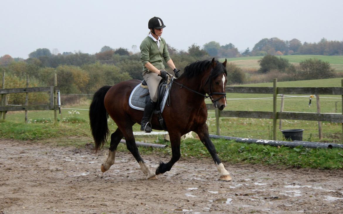 Welsh Cob (sec D) Kildegaards Chester - Efter ca. 2 mdr. billede 11