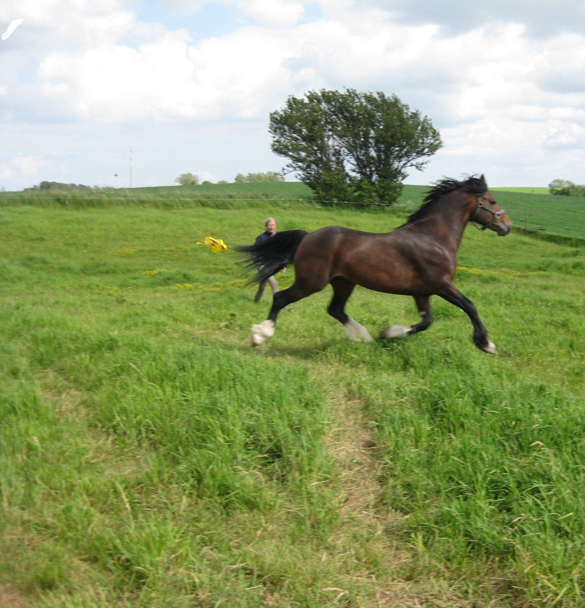 Welsh Cob (sec D) Kildegaards Chester billede 14