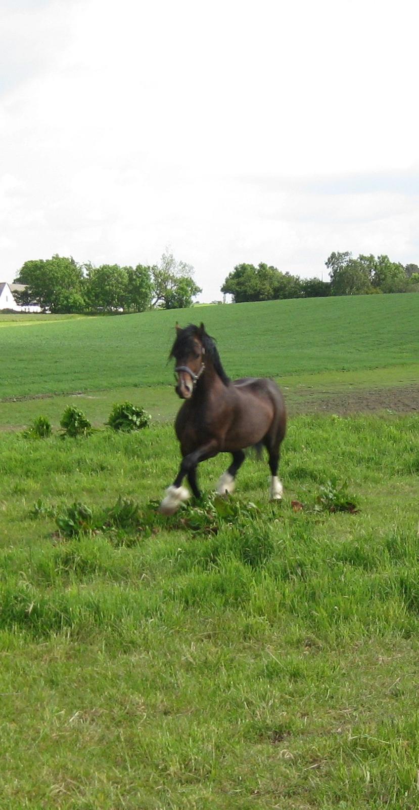 Welsh Cob (sec D) Kildegaards Chester billede 15