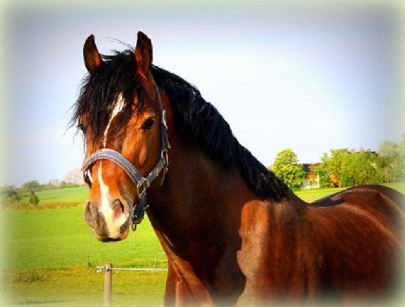 Welsh Cob (sec D) Kildegaards Chester billede 17