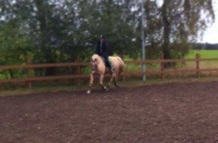 Palomino Atomic - En af de første gange til undervisning sammen! billede 10