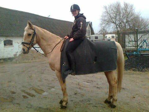 Palomino Atomic - Hjemme efter endnu en omgang træning. billede 9