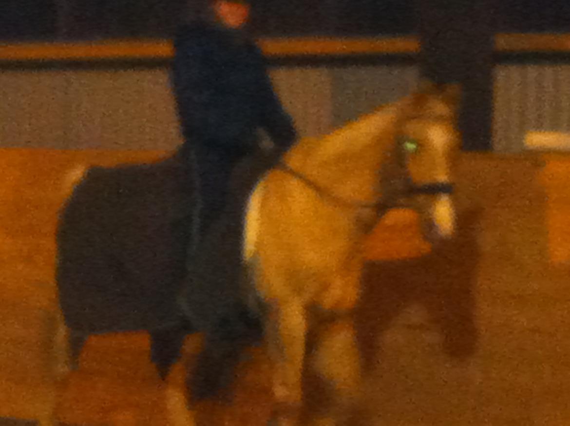 Palomino Atomic - Lige da han var kommet hjem ti mig, i vinters - den første tur i ridehuset, meeeget farligt! billede 13