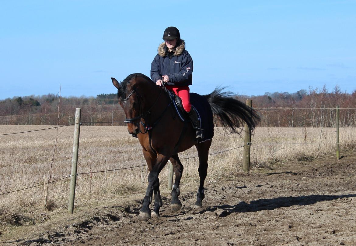 Holstener Coreano 3 - Trav - Dressur træning udendørs 2013 billede 5