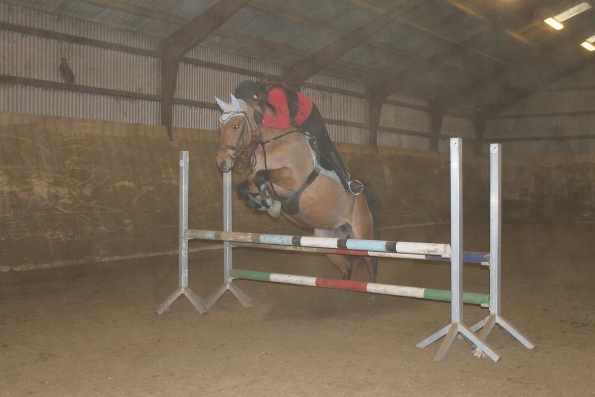 Anden særlig race Trunte ( Trunte pigen ) billede 14