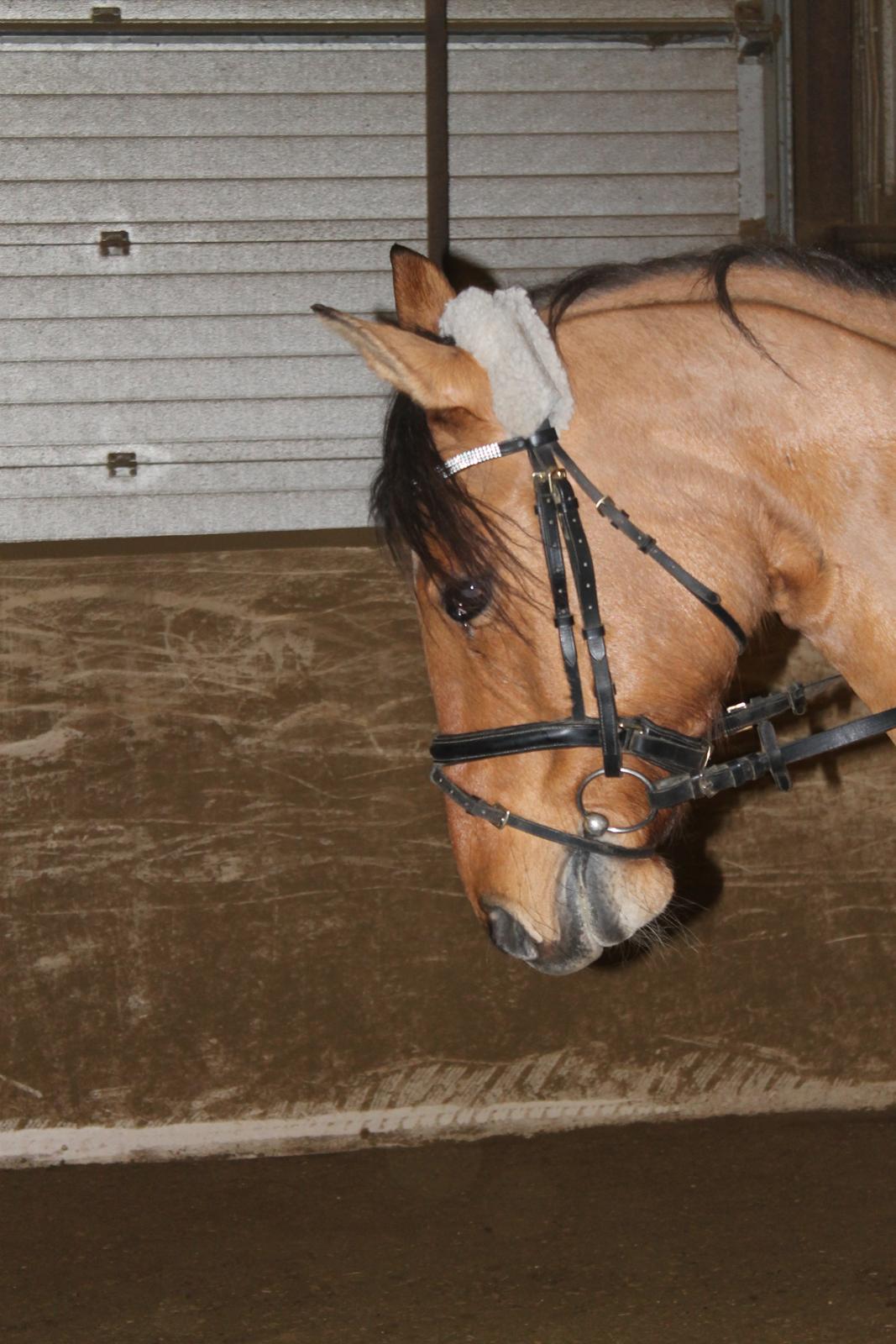 Anden særlig race Trunte ( Trunte pigen ) billede 15