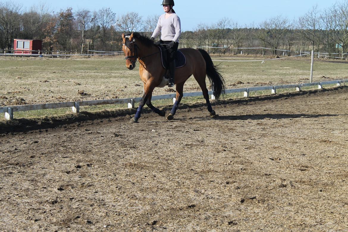 Anden særlig race Trunte ( Trunte pigen ) billede 11