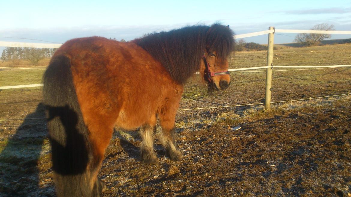 Shetlænder Spirit - Spirit ude i solen på hans første dag her. billede 1