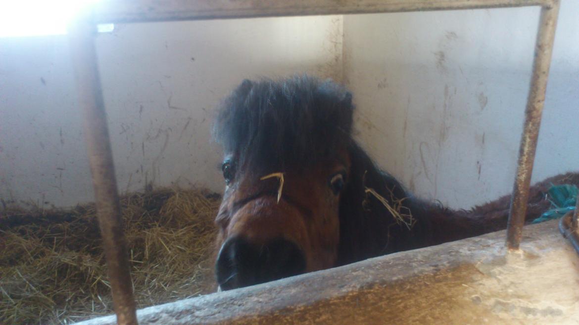 Shetlænder Spirit - Spirit i den boks han har boet i det sidste halve år sammen med en Fjordhoppe. billede 2