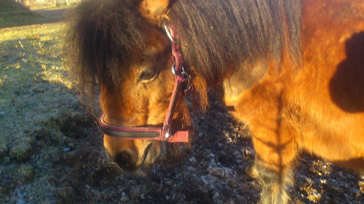 Shetlænder Spirit - 1 dag: En kær lille dreng uden særlig gnist... billede 3