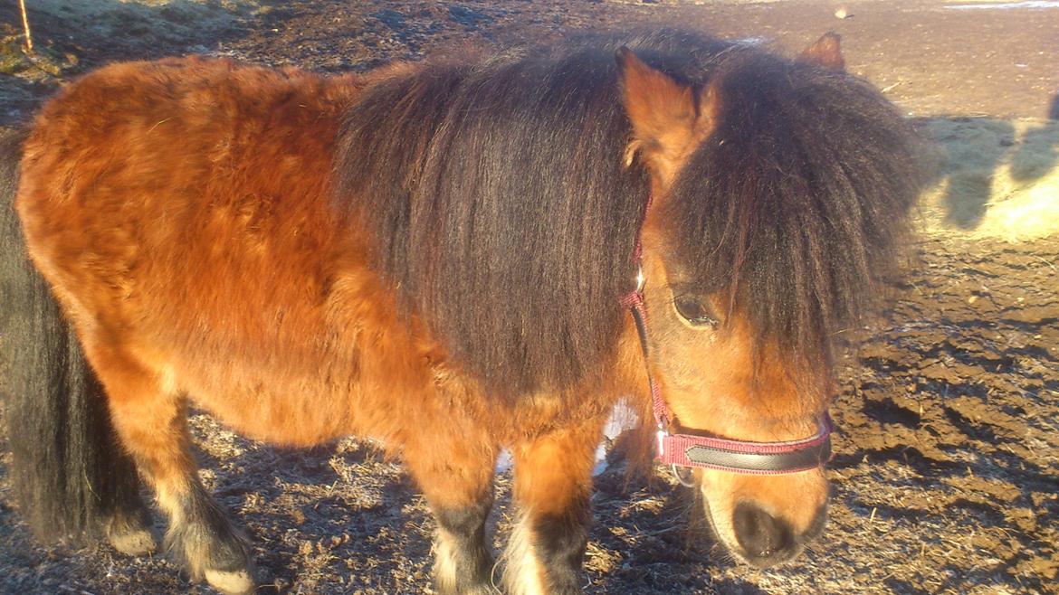 Shetlænder Spirit billede 4