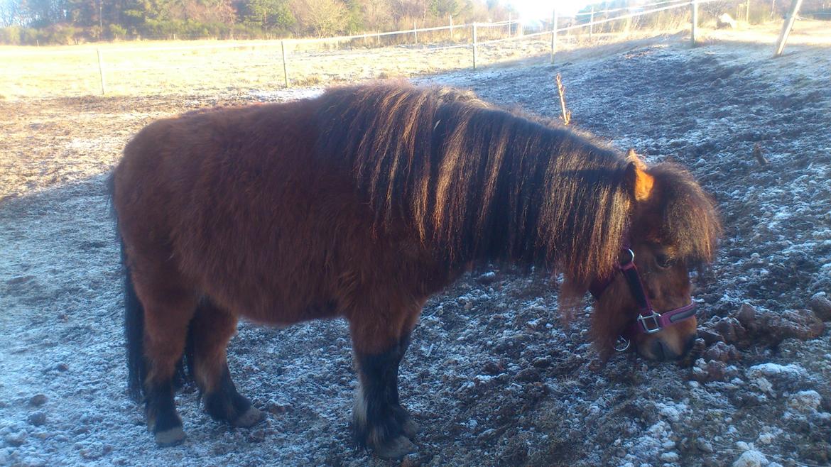 Shetlænder Spirit billede 5