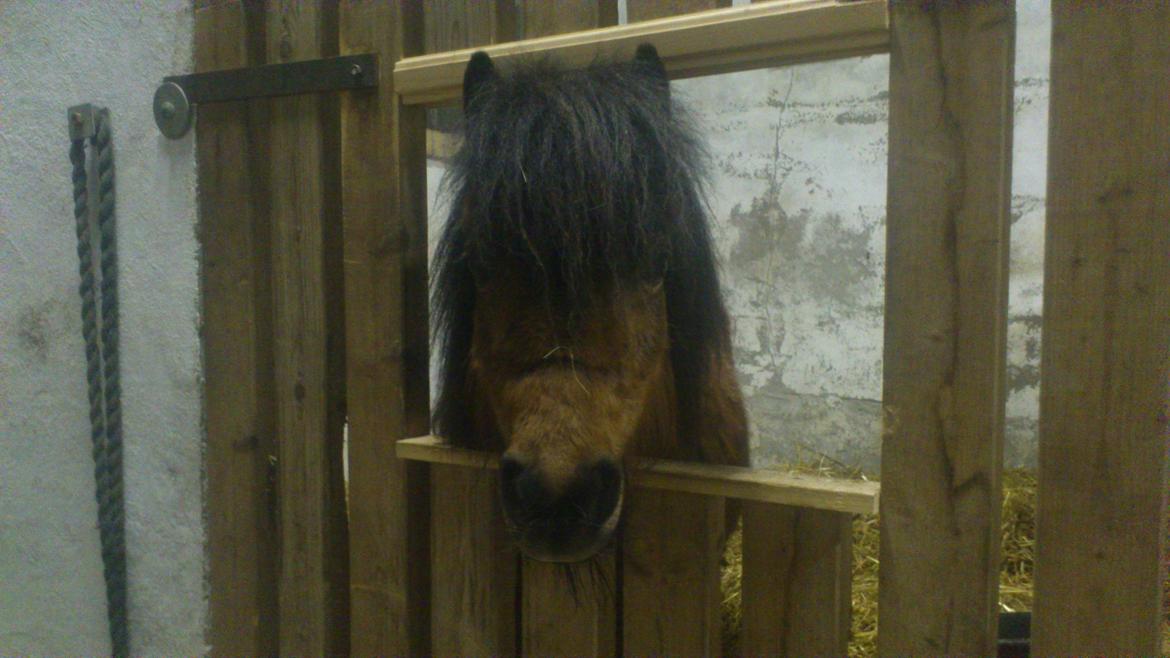 Shetlænder Spirit - Dag 3: Spirit i hans nye boks. billede 6