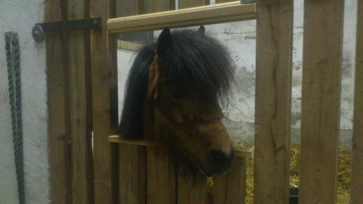 Shetlænder Spirit - Dag 3: Spirit i hans nye boks - lidt mere livsglæde...livet er lidt mere spændende nu. billede 7