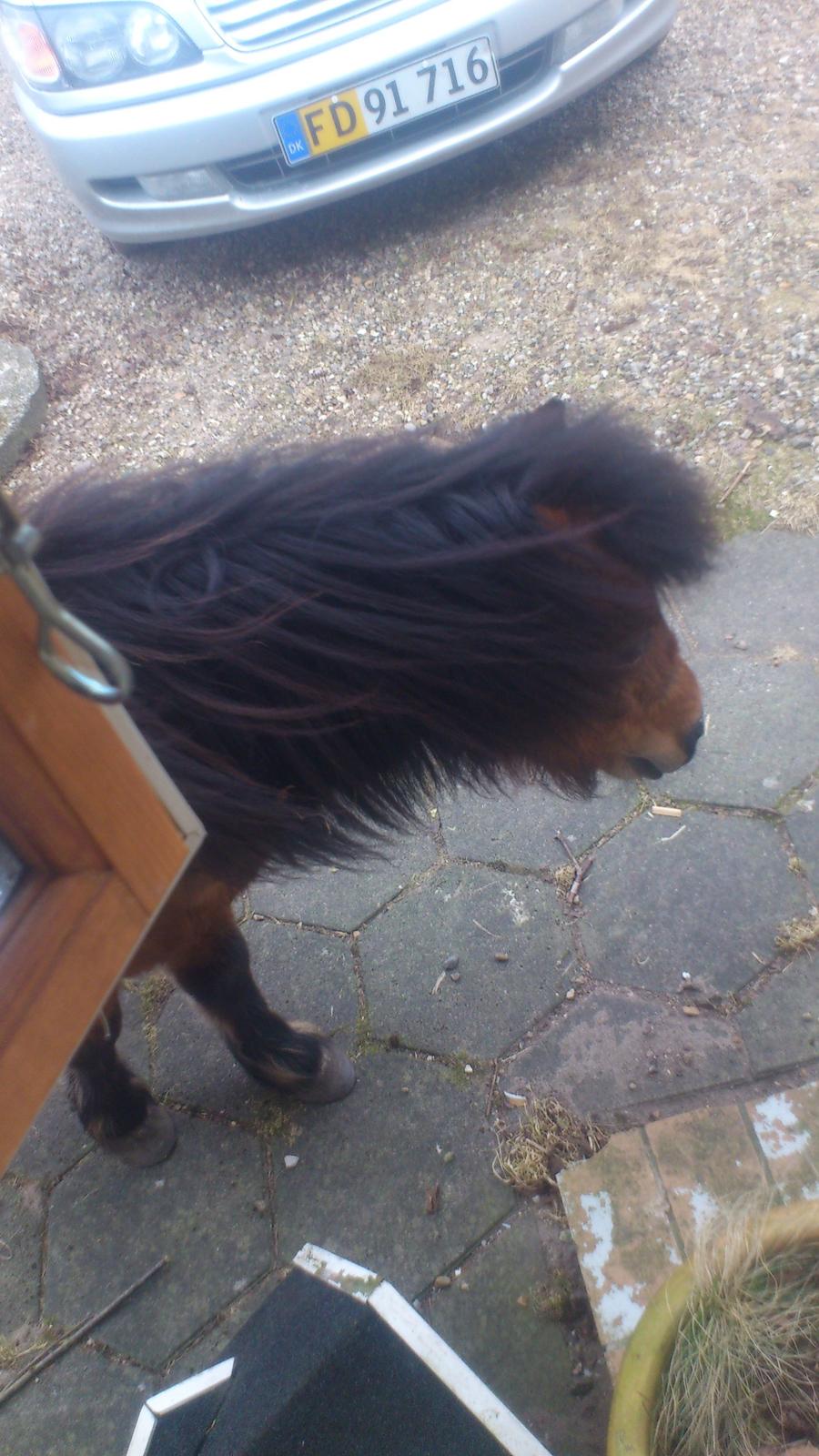 Shetlænder Spirit - Det blæser! billede 8