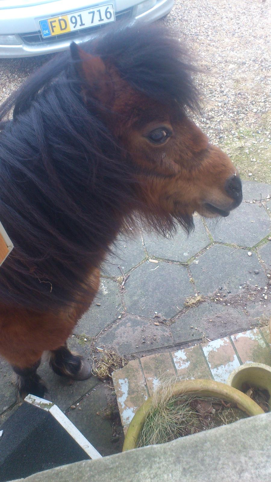 Shetlænder Spirit - Dag 7: Hey! Er du deroppe i vinduet...? Lidt mere kæk end tidligere billede 9