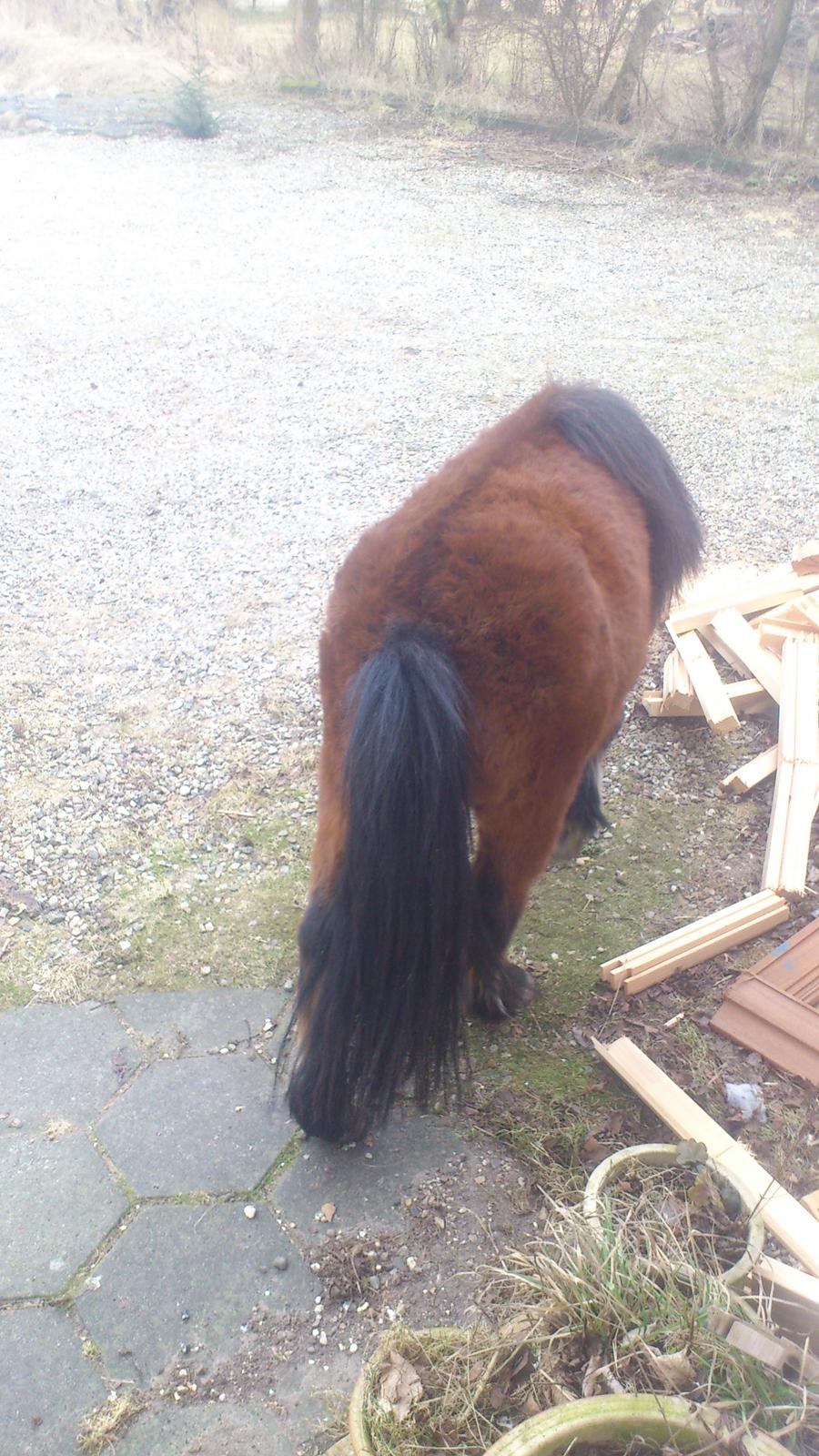 Shetlænder Spirit - Det er altså skønt og undersøge alle de ting der findes i gårdspladsen... billede 10