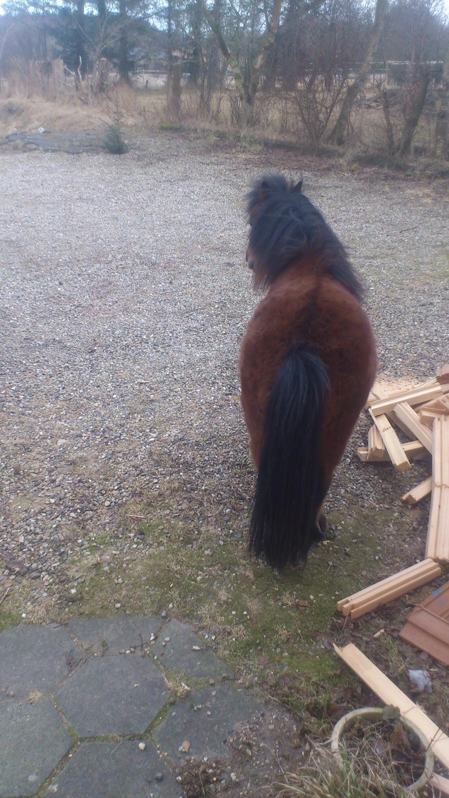 Shetlænder Spirit - Og så kan man kigge ned til de andre heste... billede 11