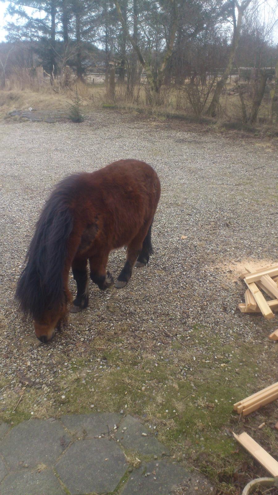 Shetlænder Spirit billede 12