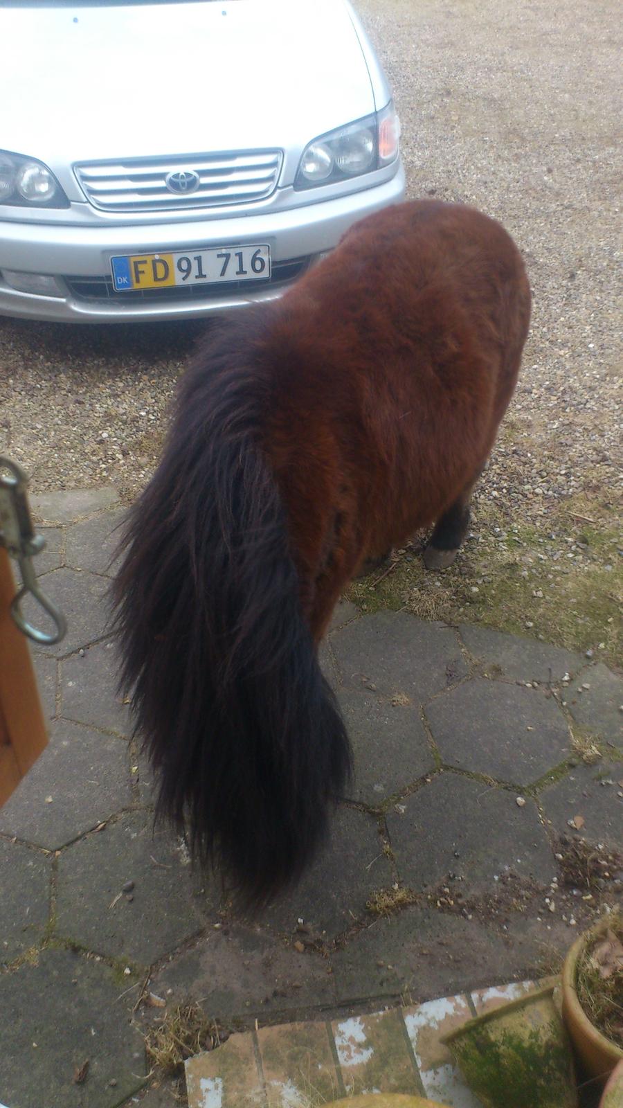 Shetlænder Spirit billede 13