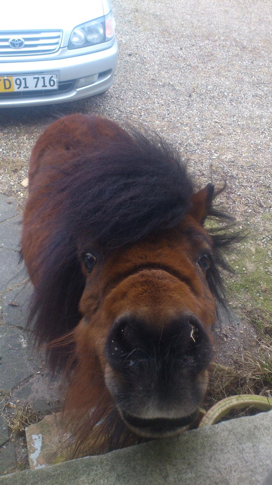 Shetlænder Spirit - Har du flere spændende sager til mig?? billede 14