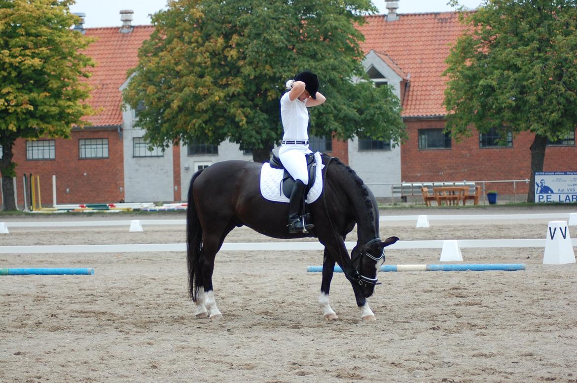 Dansk Varmblod Kastaniegårdens Charleston. billede 6