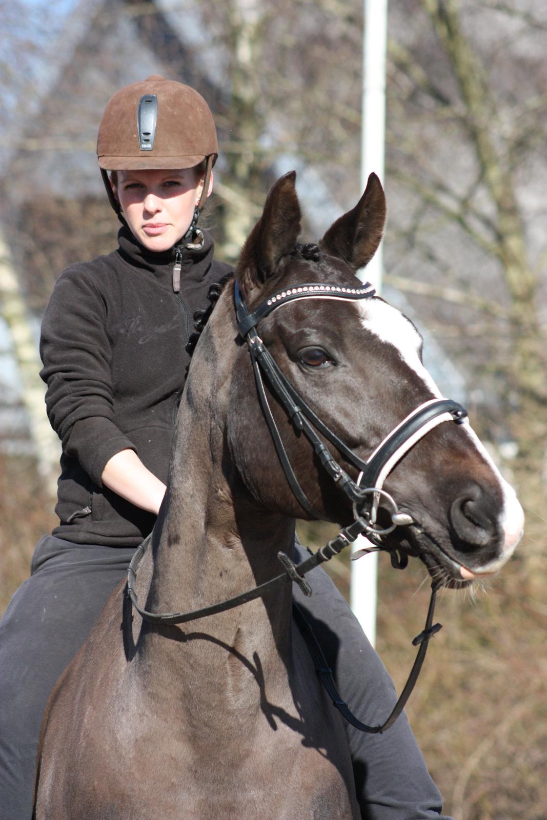 Dansk Varmblod Kastaniegårdens Charleston. - smuksak<3 billede 7