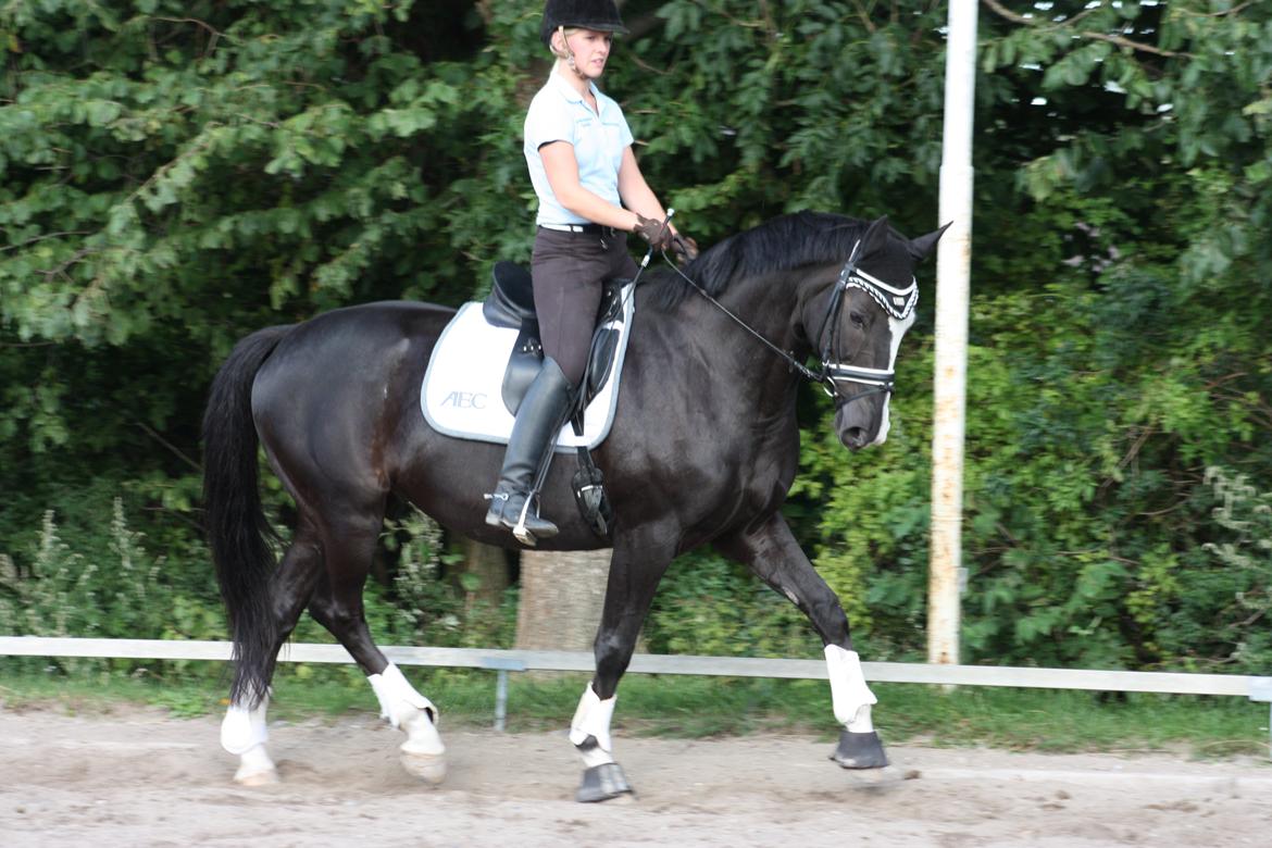 Dansk Varmblod Kastaniegårdens Charleston. billede 8