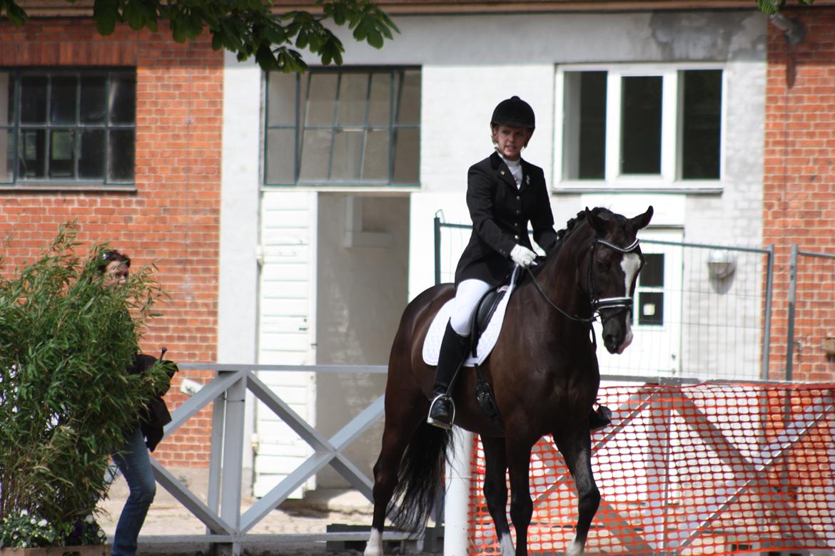 Dansk Varmblod Kastaniegårdens Charleston. billede 9