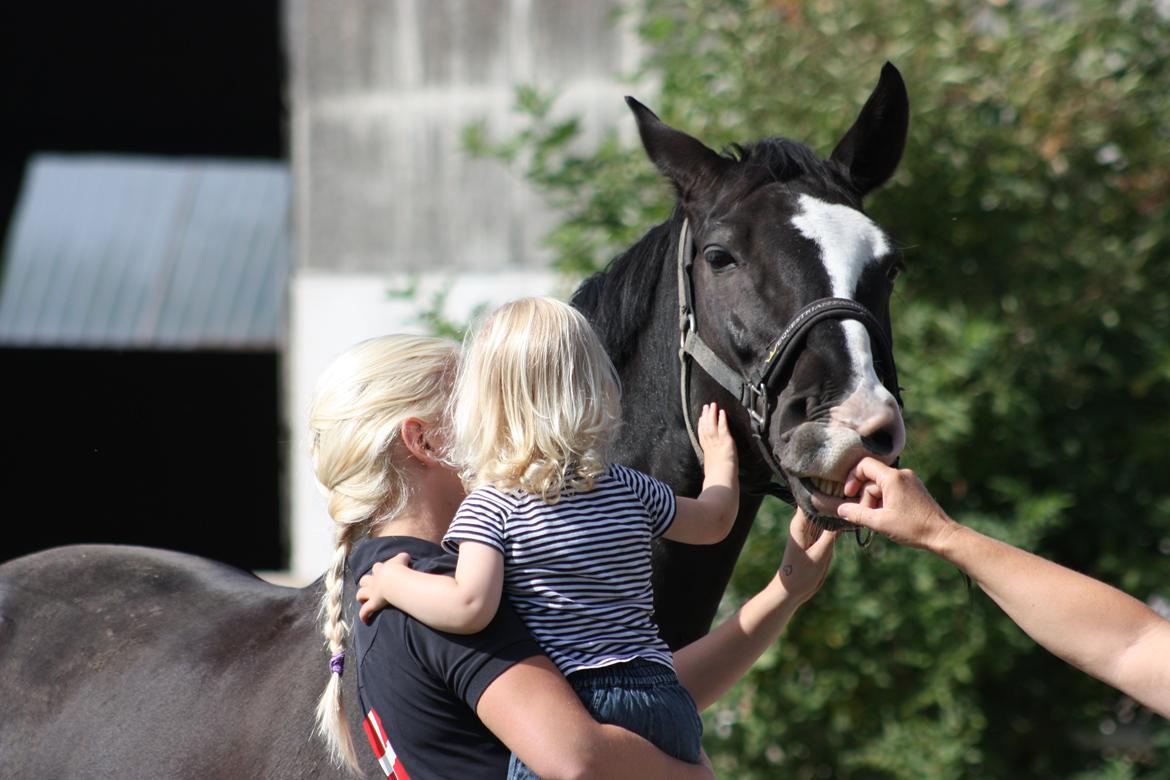 Dansk Varmblod Kastaniegårdens Charleston. billede 10