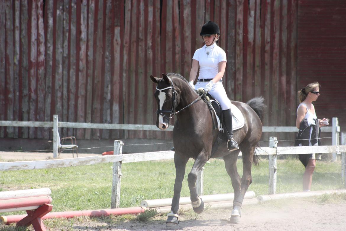 Dansk Varmblod Kastaniegårdens Charleston. billede 11