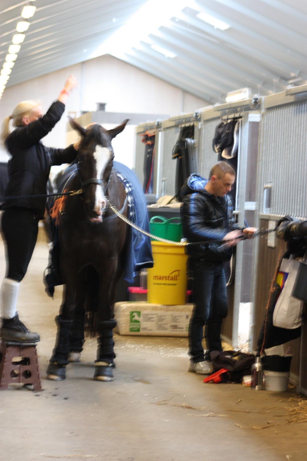 Dansk Varmblod Kastaniegårdens Charleston. - Koldning 2012 - Ecco cup:-) billede 12