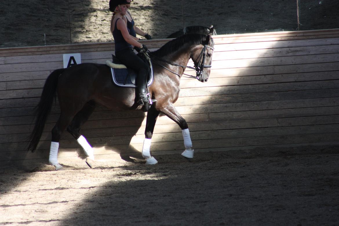 Dansk Varmblod Kastaniegårdens Charleston. billede 13