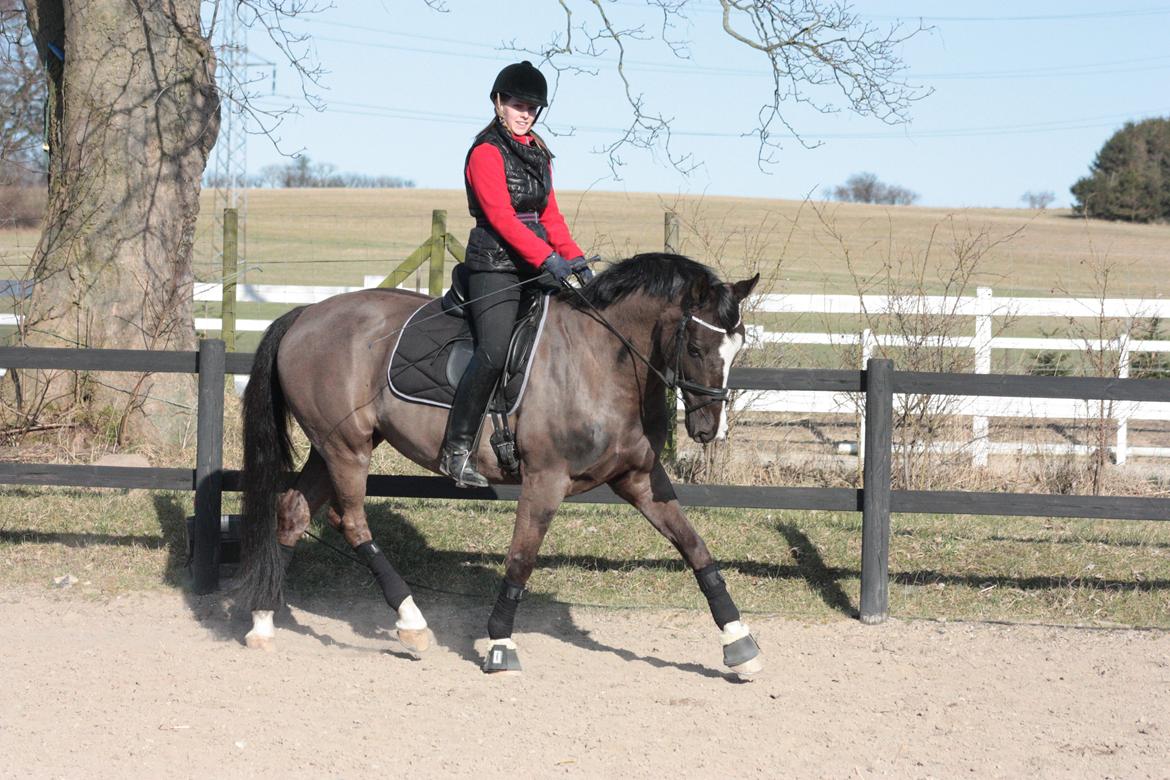Dansk Varmblod Kastaniegårdens Charleston. billede 14