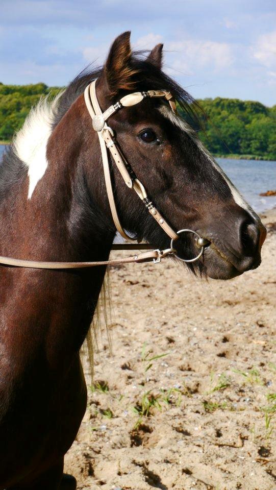 Irish Cob Pfuff    (Bandit<3) billede 1