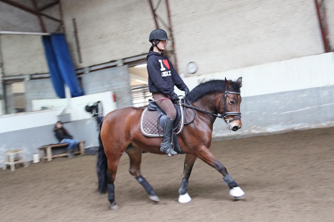 Anden særlig race Minnie - -taget af Astrid Dittmer<3 billede 15