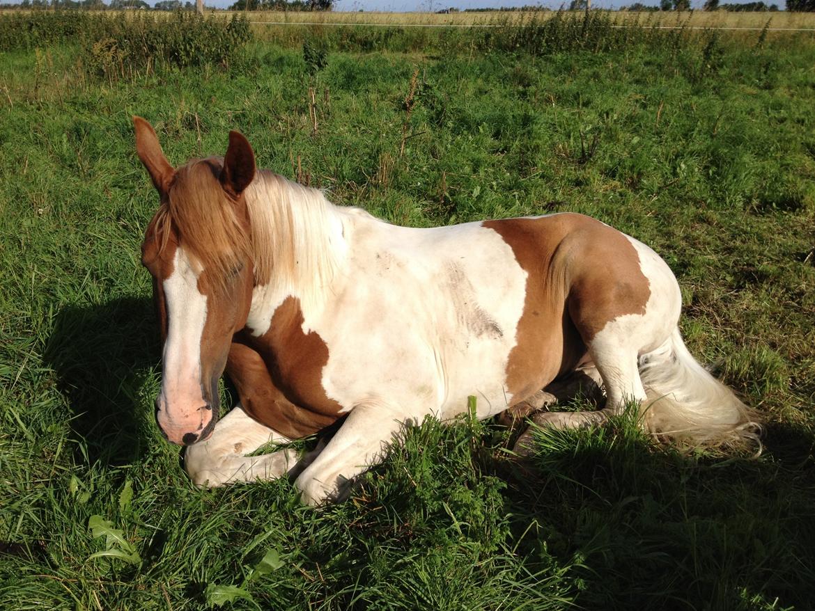 Anden særlig race Olivar - Solgt billede 11