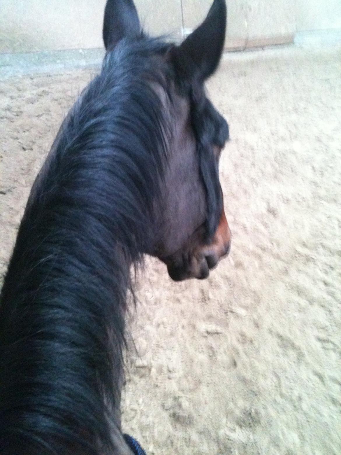 Dansk Varmblod Tzigane - skridter i cordeo, vi travede også ;-) billede 17