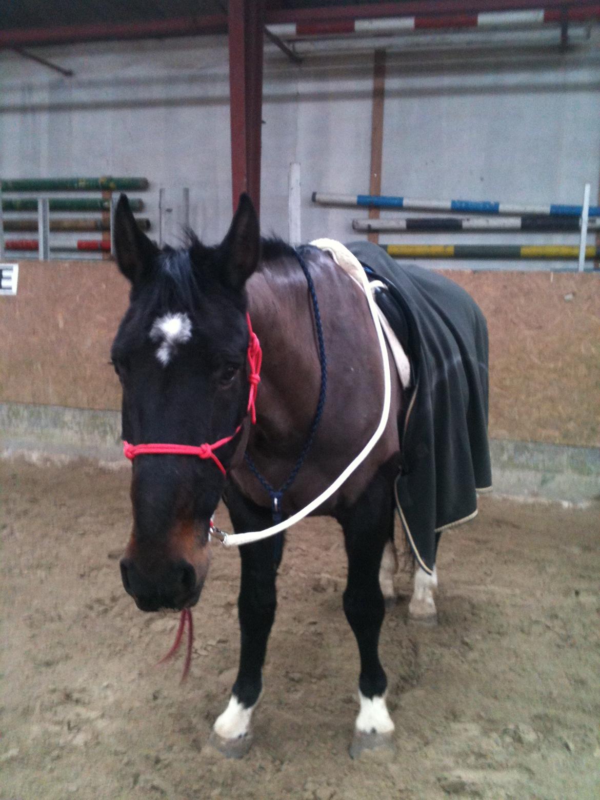 Dansk Varmblod Tzigane - på vej ud ;-) billede 18