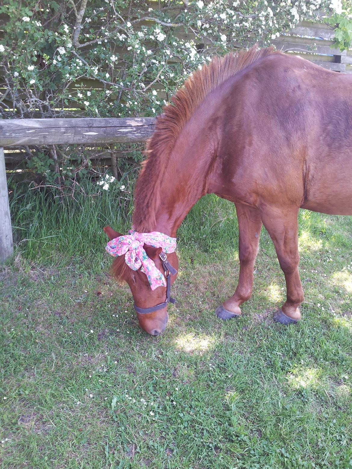 Anden særlig race Laban<3 billede 6