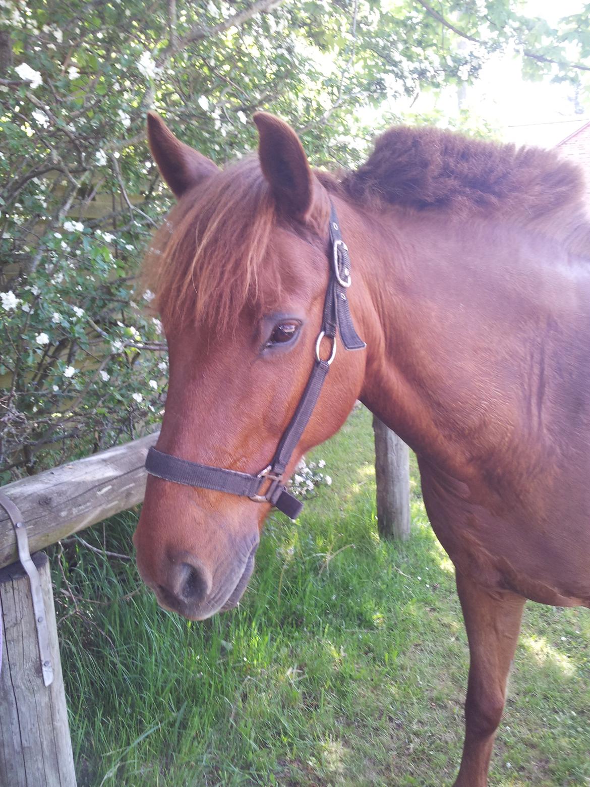 Anden særlig race Laban<3 billede 7