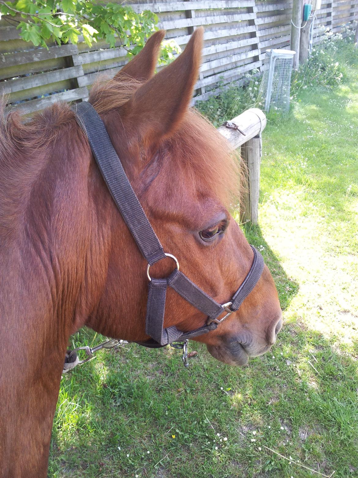 Anden særlig race Laban<3 billede 9