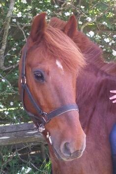 Anden særlig race Laban<3 billede 10