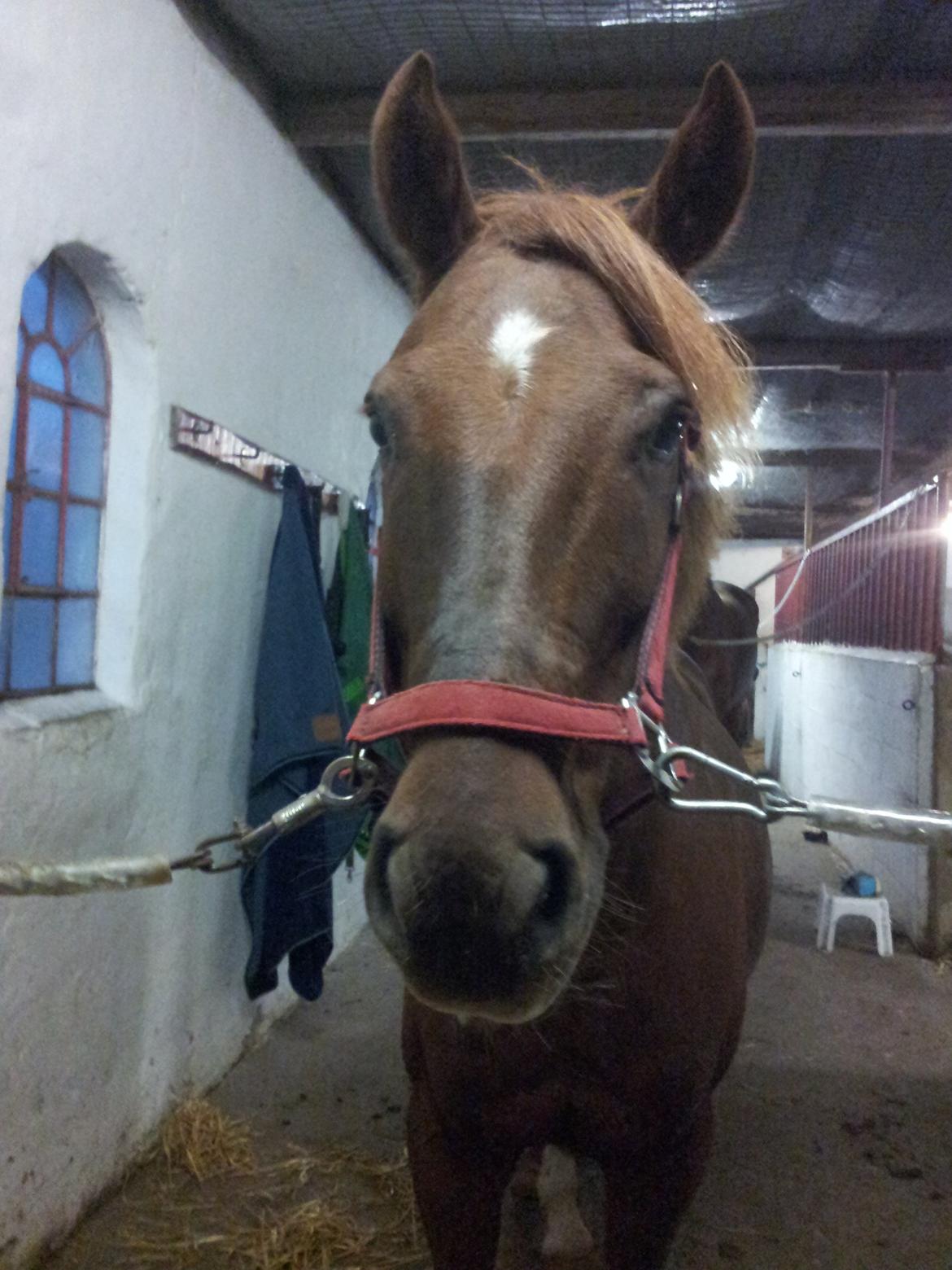 Anden særlig race Laban<3 billede 11