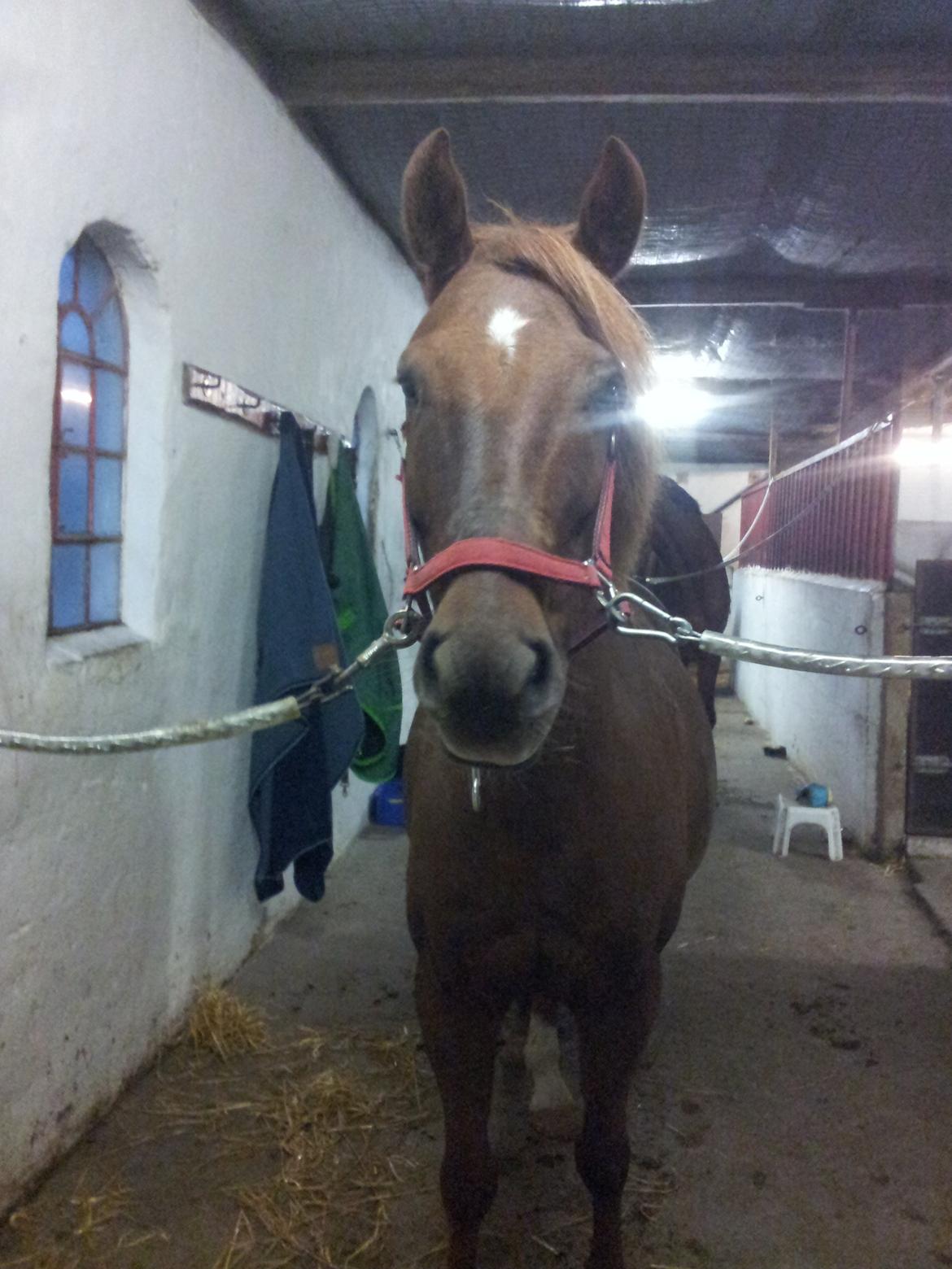 Anden særlig race Laban<3 billede 12