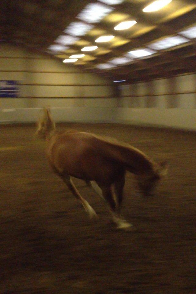 Anden særlig race Casmir - Vild hesten. . . <3 billede 5