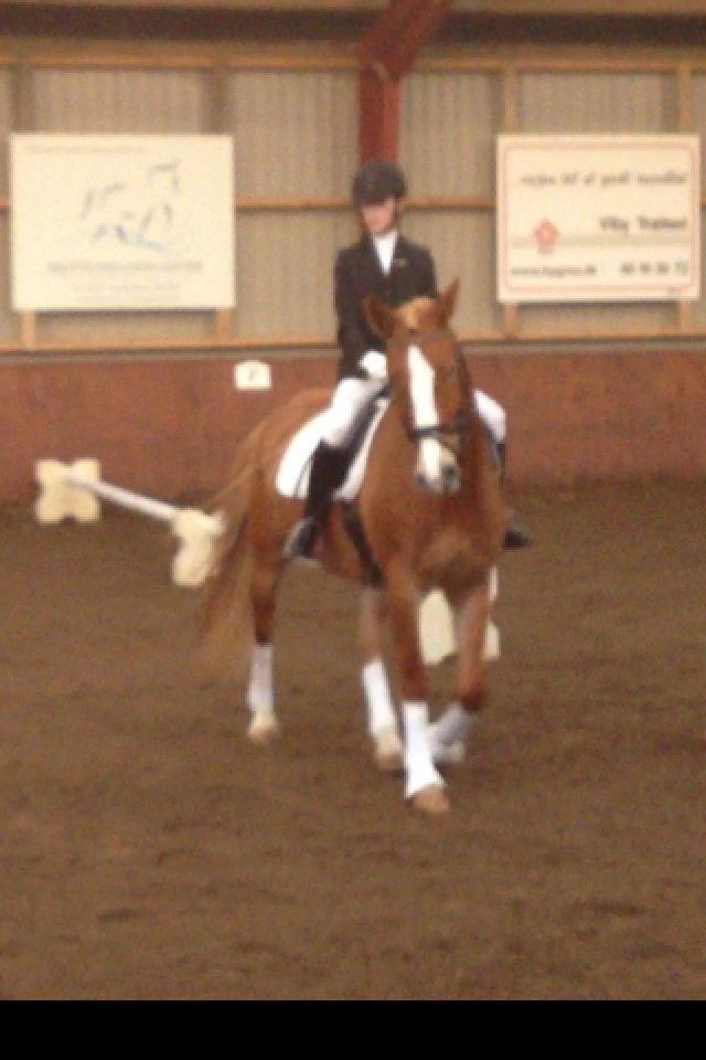 Anden særlig race Casmir billede 4